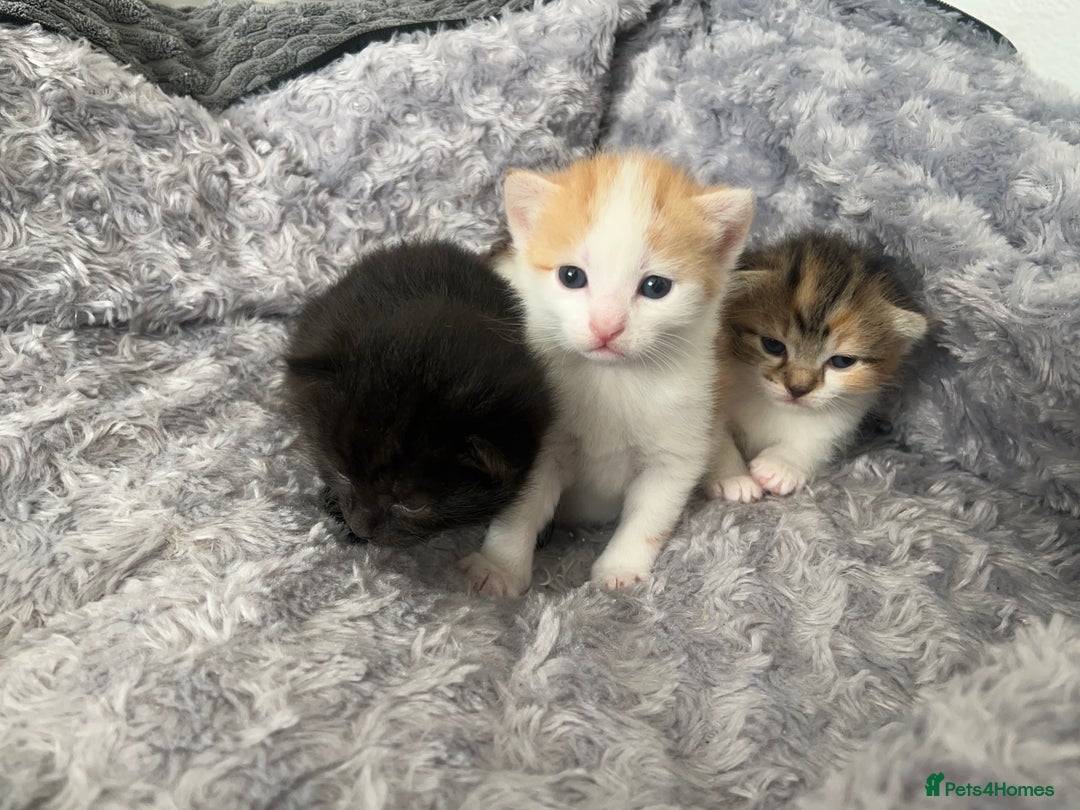 Mixed Breed cats for sale: 3 mixed breed kittens available - Image 23