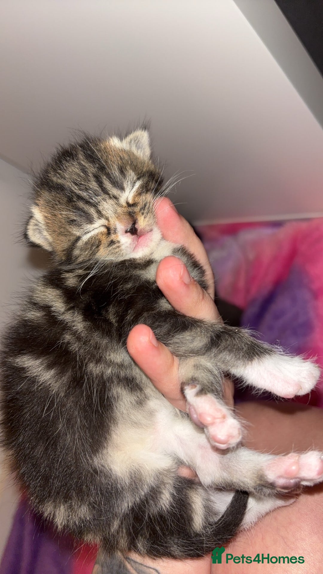 Mixed Breed cats for sale: Beautiful Kittens  - Advert 5