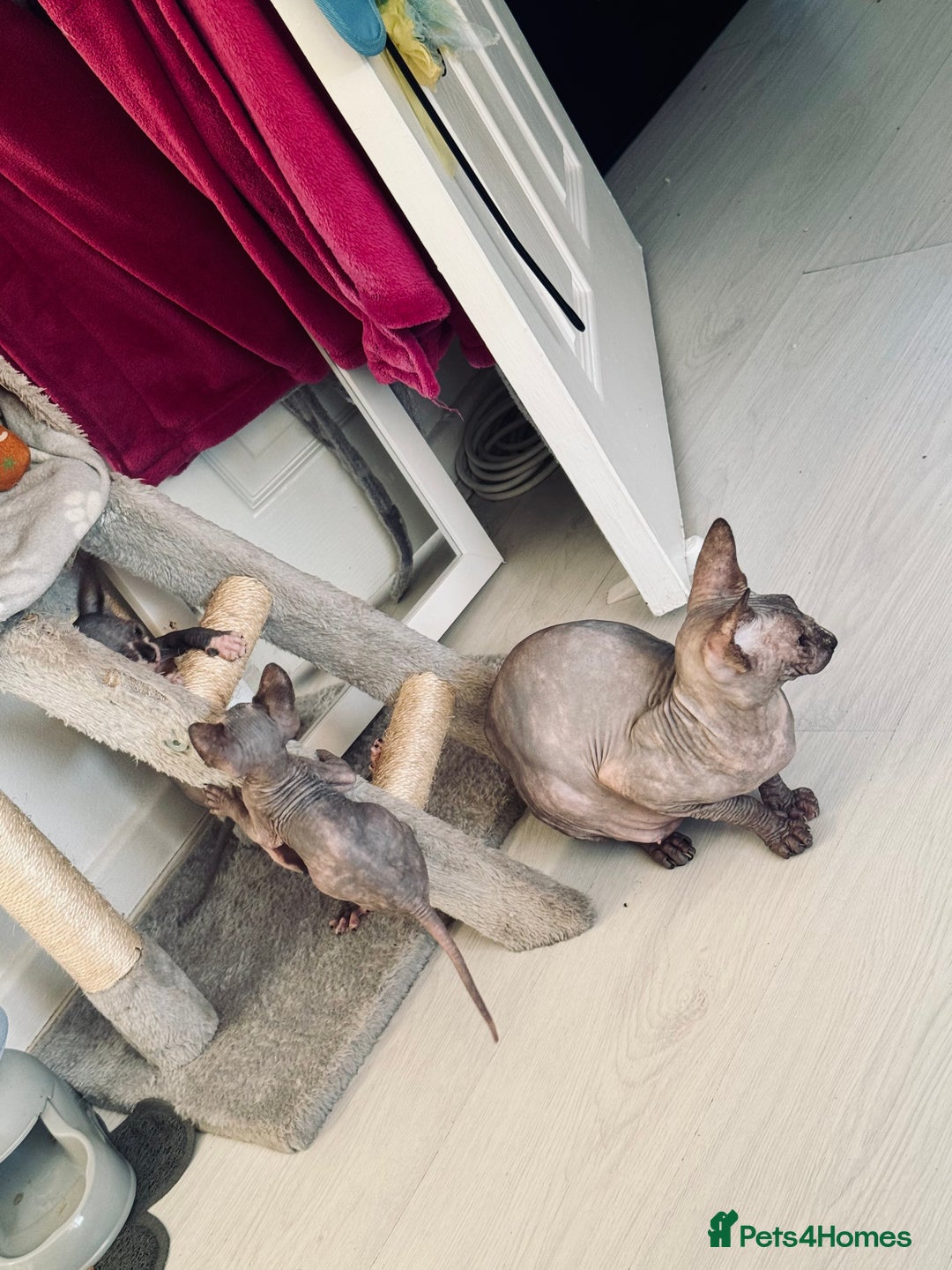 Sphynx cats for sale: 3 beautiful sphynx kittens  - Image 19