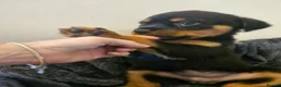 Rottweiler dogs for sale: Exceptional Rottweiler Pups- ready in a week! - Advert 7