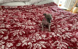 Italian Greyhound dogs for sale: Gorgeous Italian greyhound puppies  - Image 27