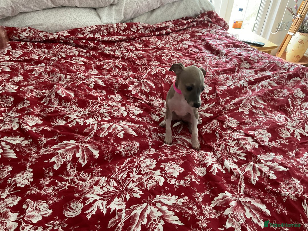 Italian Greyhound dogs for sale: Gorgeous Italian greyhound puppies  - Image 27
