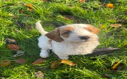 Australian Labradoodle dogs for sale: Genuine 100% Australian Labradoodle Puppies - Image 10