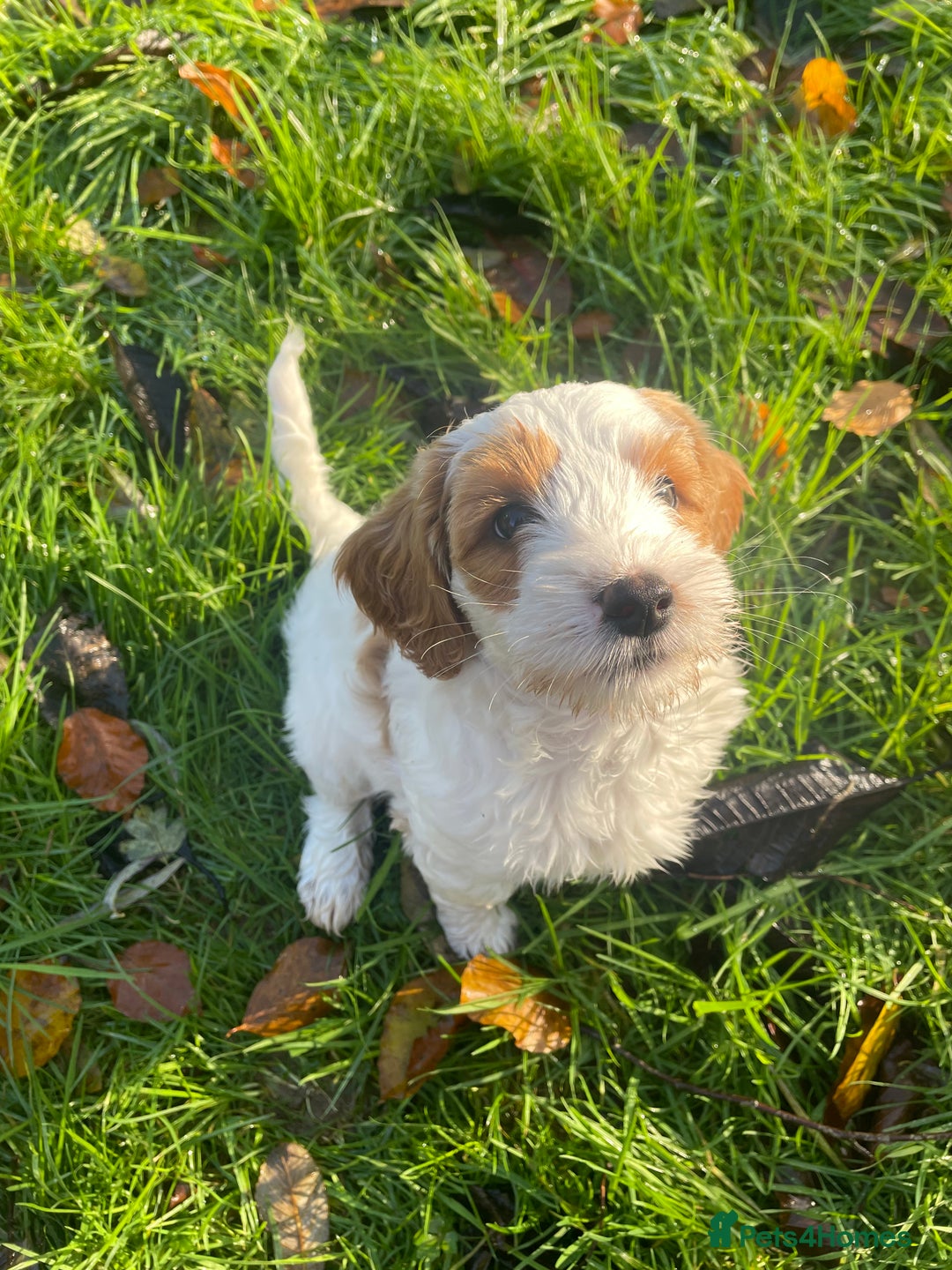 Australian Labradoodle dogs for sale: Genuine 100% Australian Labradoodle Puppies - Image 10