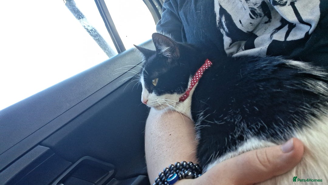 Domestic Shorthair cats for sale: Beautiful Duchess  - Image 1