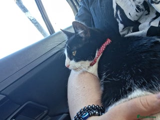 Domestic Shorthair cats for sale - Advert 3