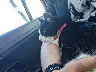 Domestic Shorthair cats Beautiful Duchess - Advert 10