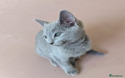 Russian Blue cats for sale: Pedigree TICA Registered kittens - Image 18