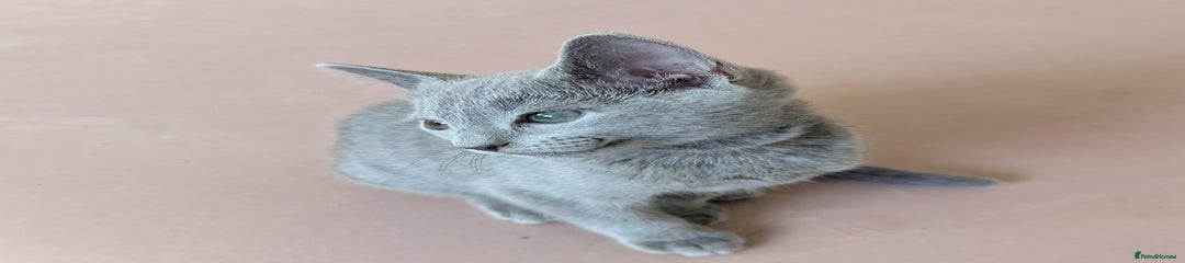 Russian Blue Kitten 4 Purple