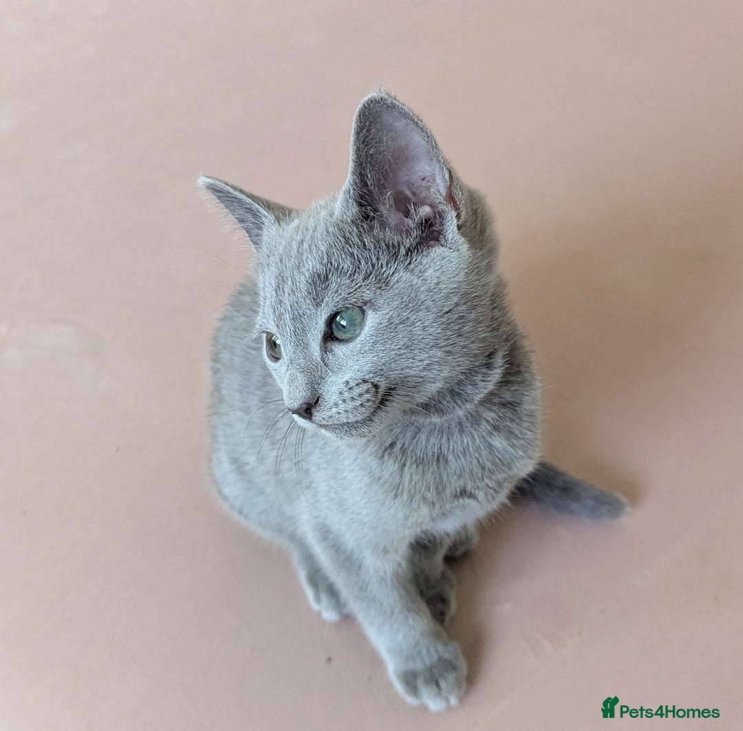 Russian Blue cats for sale: Pedigree TICA Registered kittens - Image 18