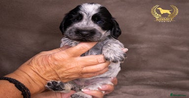 Cocker Spaniel dogs - Advert 1