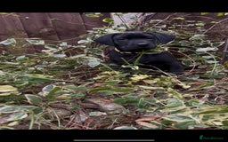 Labrador Retriever dogs for sale: Field trail champion winning line Labradors  - Advert 8