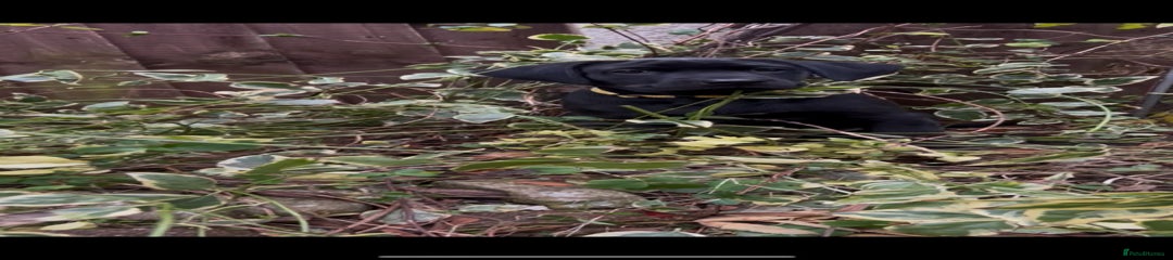 Labrador Retriever Puppy 1