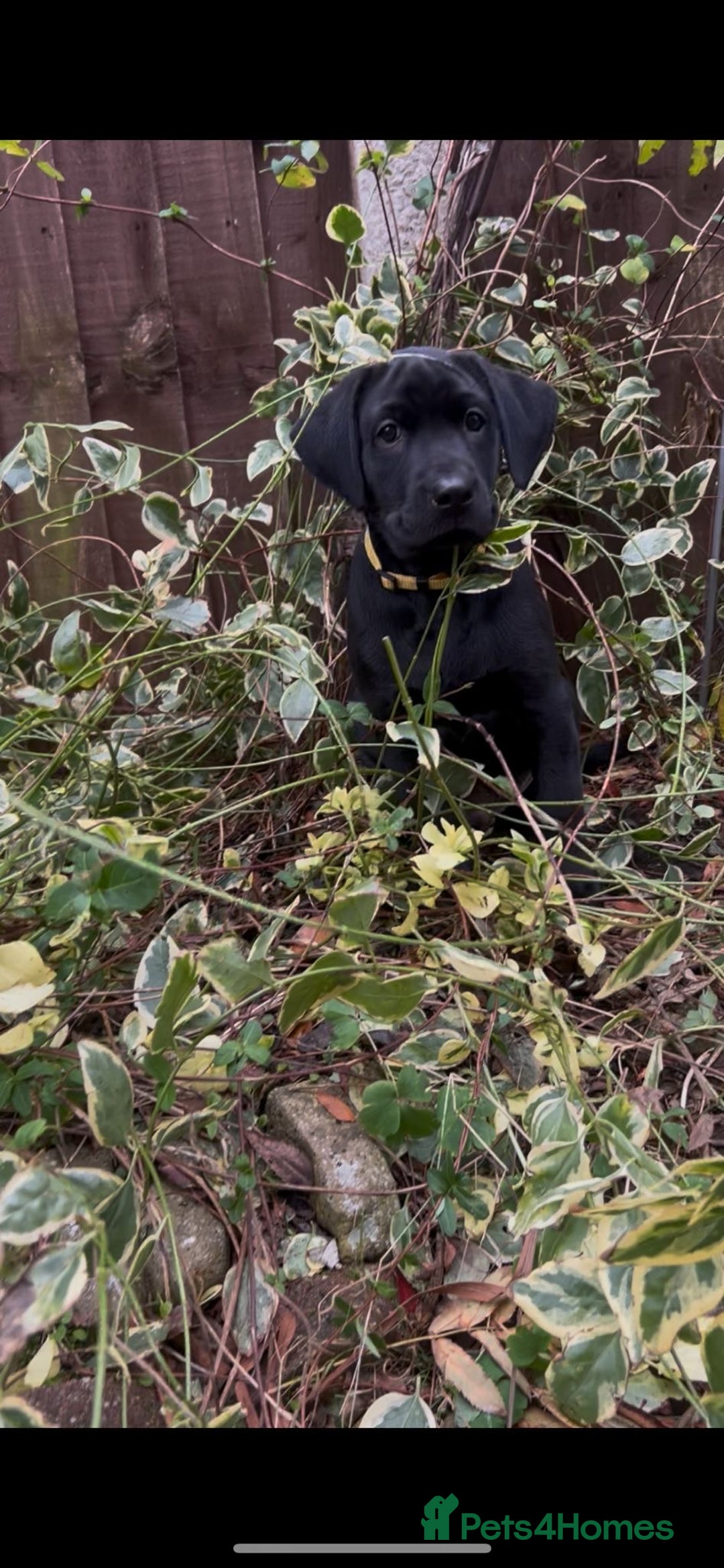 Labrador Retriever dogs for sale: Field trail champion winning line Labradors  - Advert 8
