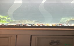 Plecos fish for sale: Free Large plec  - Image 4