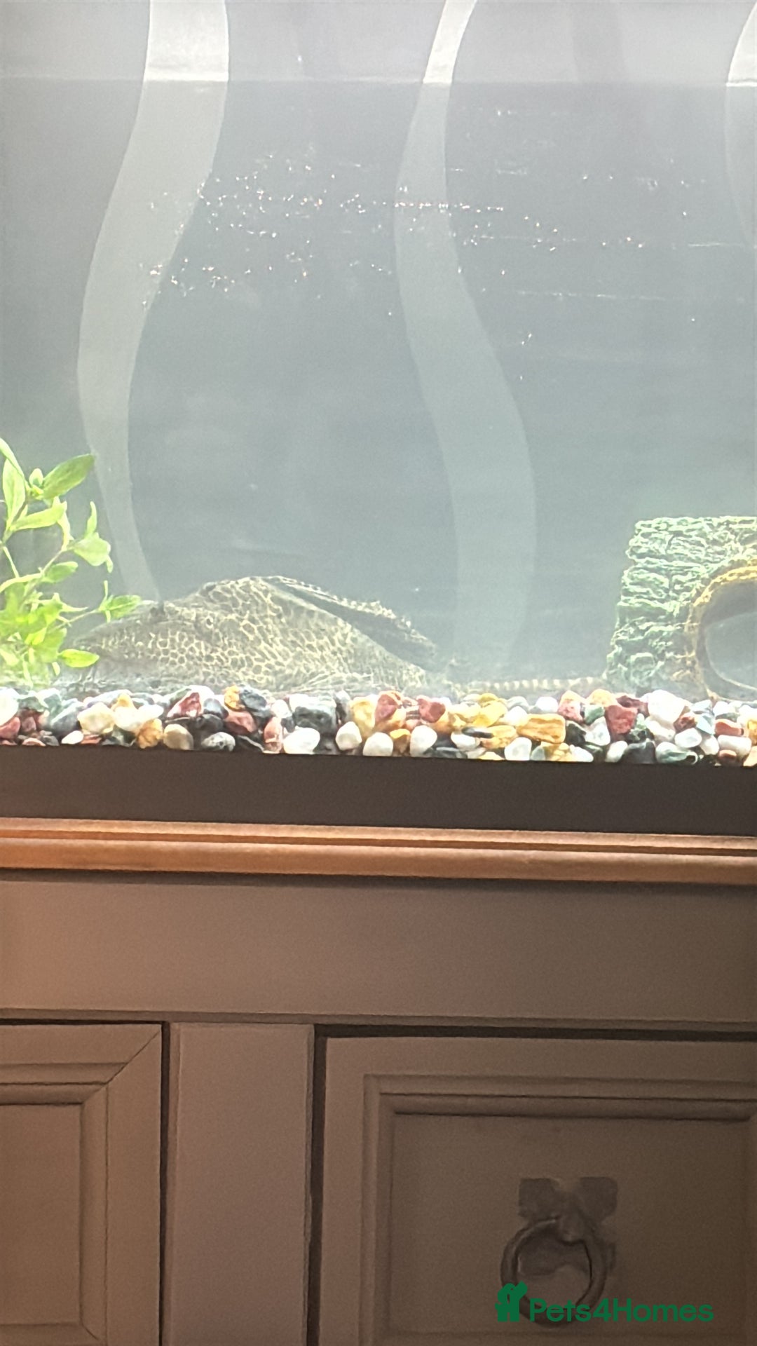 Plecos fish for sale: Free Large plec  - Image 4