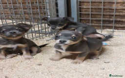 Jack Russell dogs for sale: Beautiful lilac and tan mini jacks  - Image 1