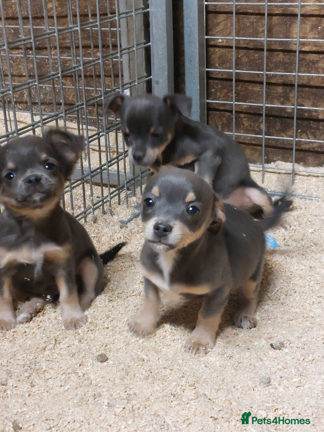 Jack Russell dogs for sale: Beautiful lilac and tan mini jacks  - Image 1