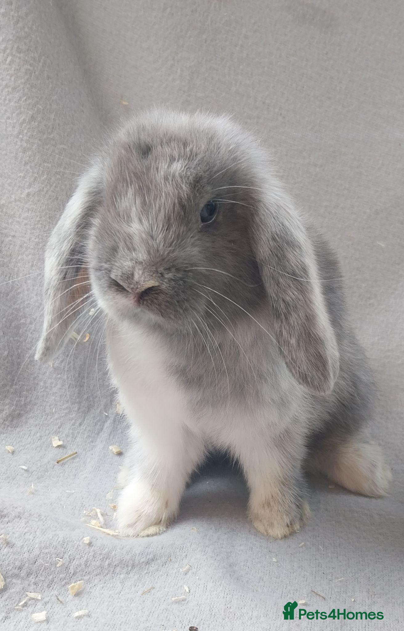 Mini Lop rabbits Baby Mini Lops  - Advert 1