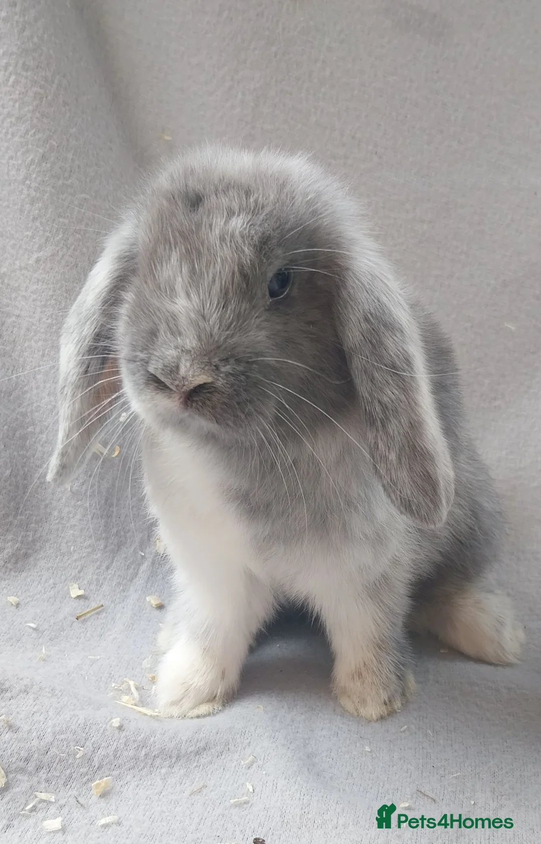 Mini Lop rabbits for sale: Baby Mini Lops  - Advert 1