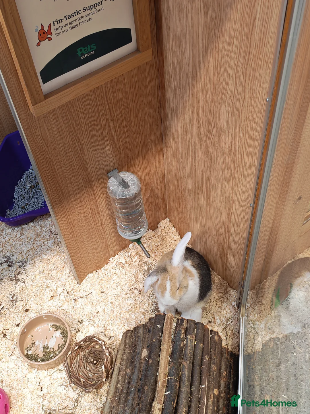 Mixed Breed rabbits for sale: Baby bunny for sale in Llandudno - Advert 1