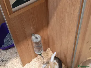 Mixed Breed rabbits Baby bunny for sale - Advert 1