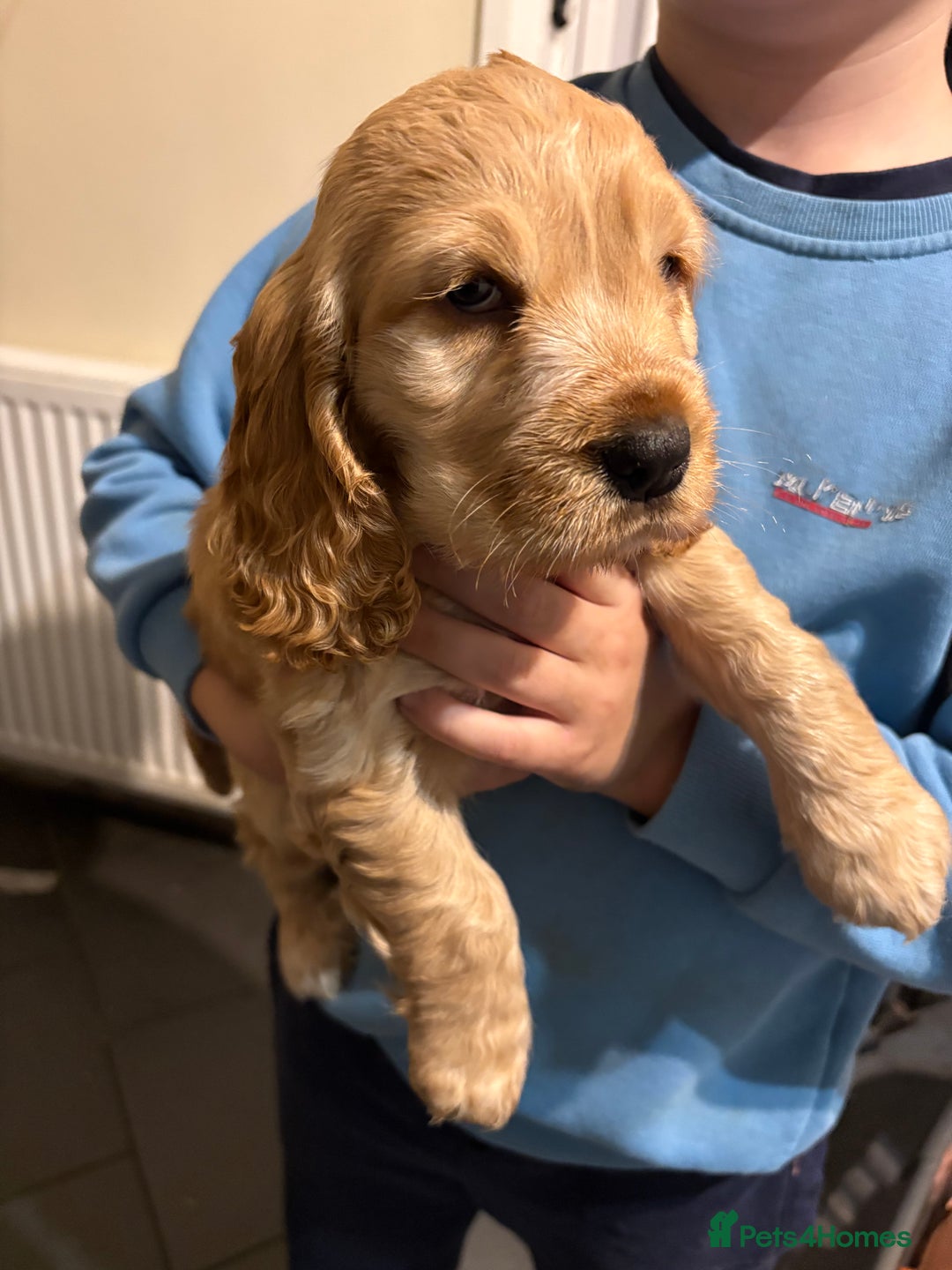 Cocker Spaniel dogs for sale: Gorgeous cocker spaniel puppy’s  - Image 2
