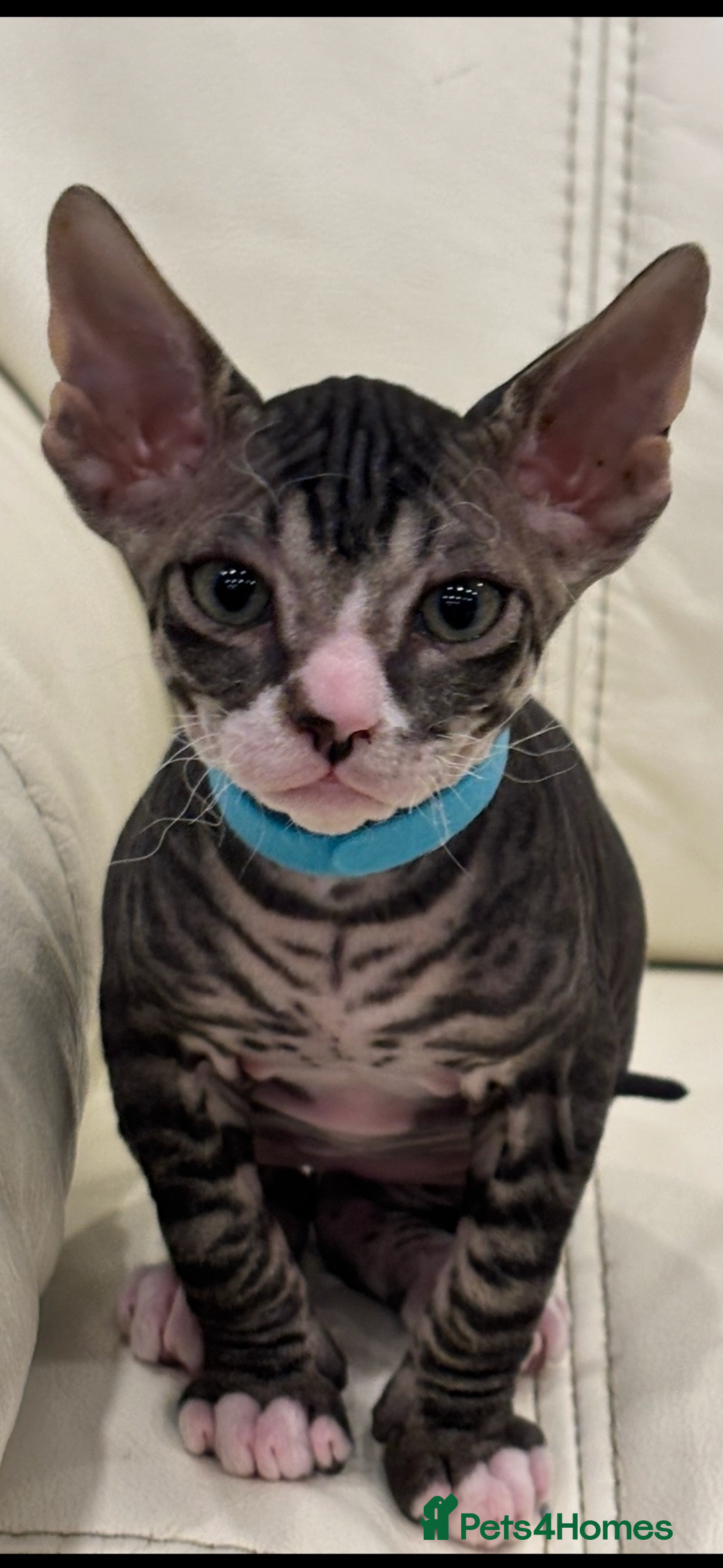 Sphynx cats for sale: Donskoy - Advert 37