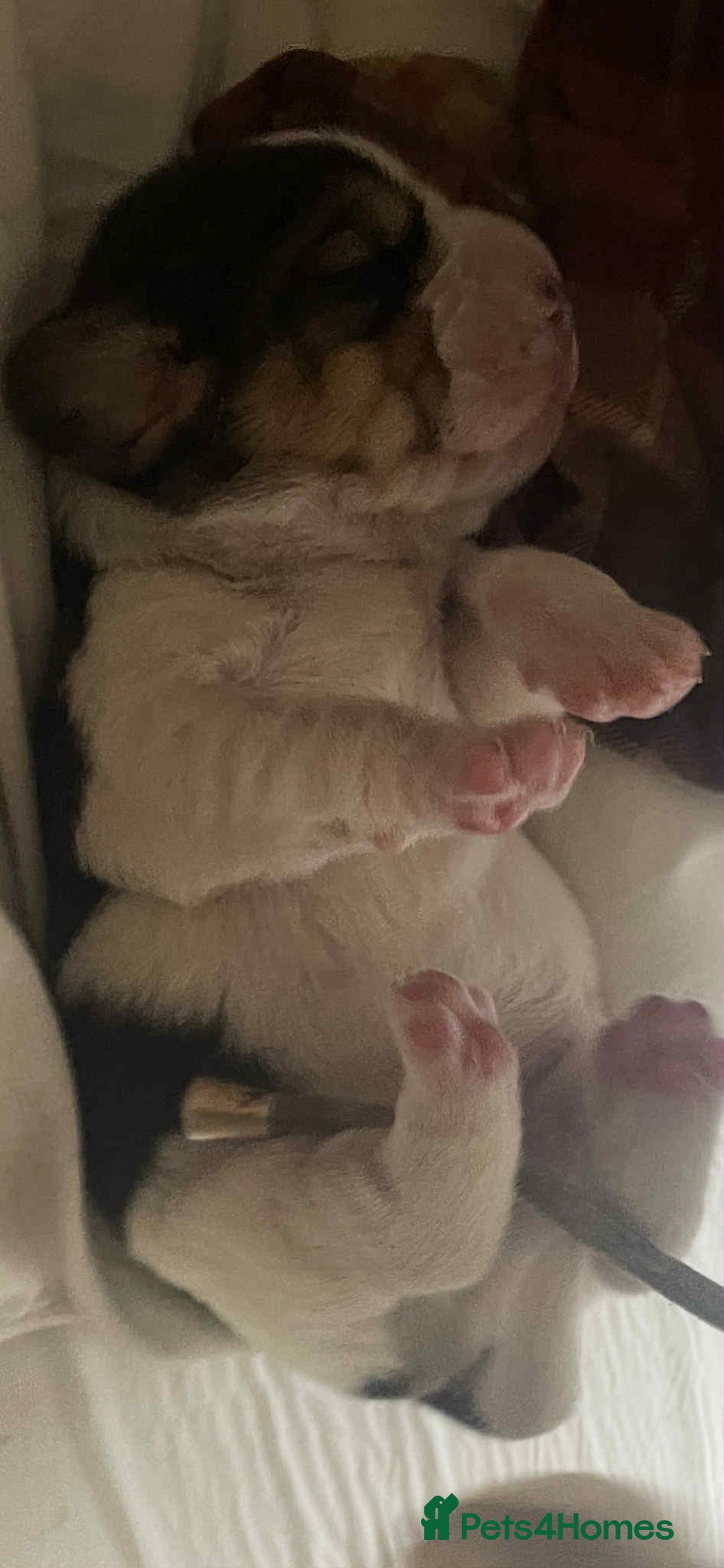 Beagle dogs for sale: kc reg beautiful beagle pups dec - Advert 7