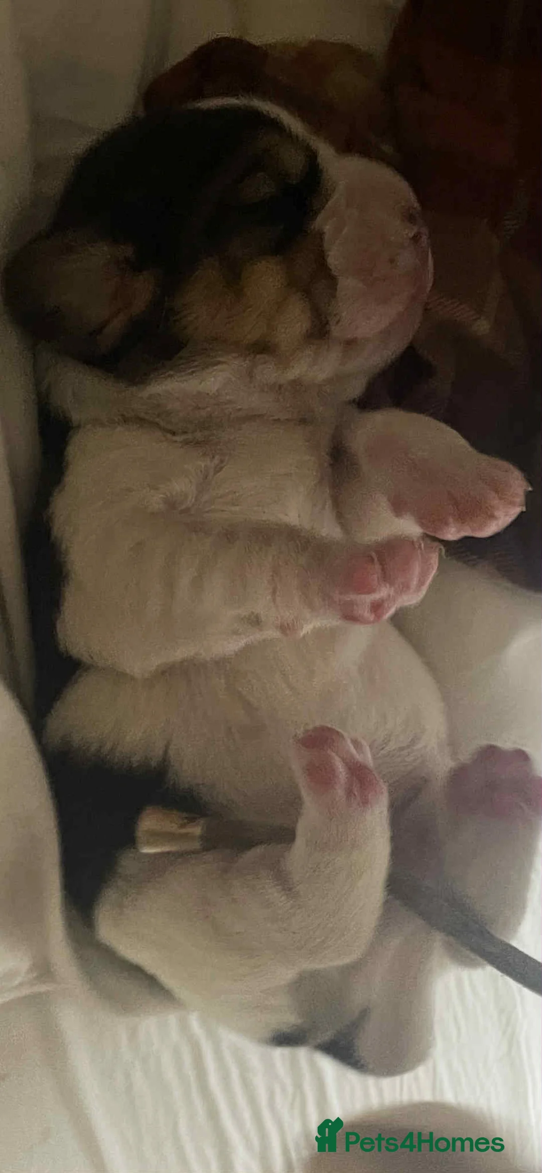 Beagle dogs for sale: kc reg beautiful beagle pups dec - Advert 7