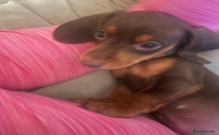 Miniature Dachshund dogs Kc registered LAST 1 beautiful baby left  - Advert 5