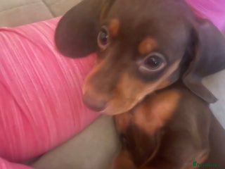 Miniature Dachshund dogs Kc registered LAST 1 beautiful baby left - Advert 5