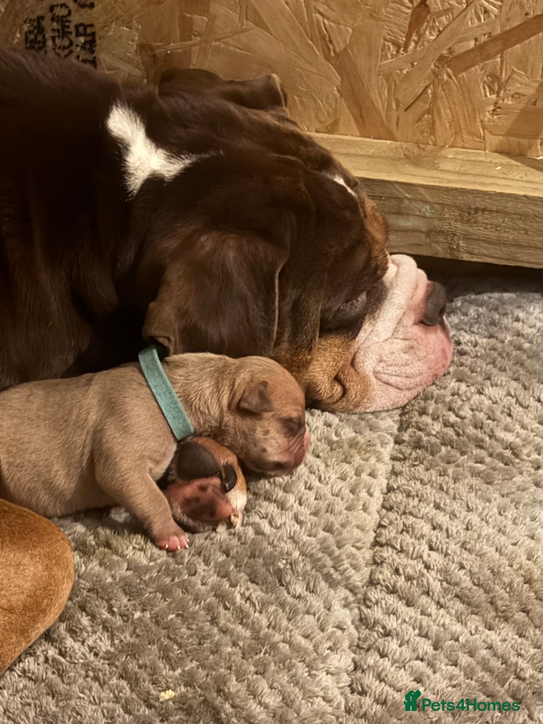 Old Tyme Bulldog dogs for sale: Olde Tyme Bulldogs  - Advert 7