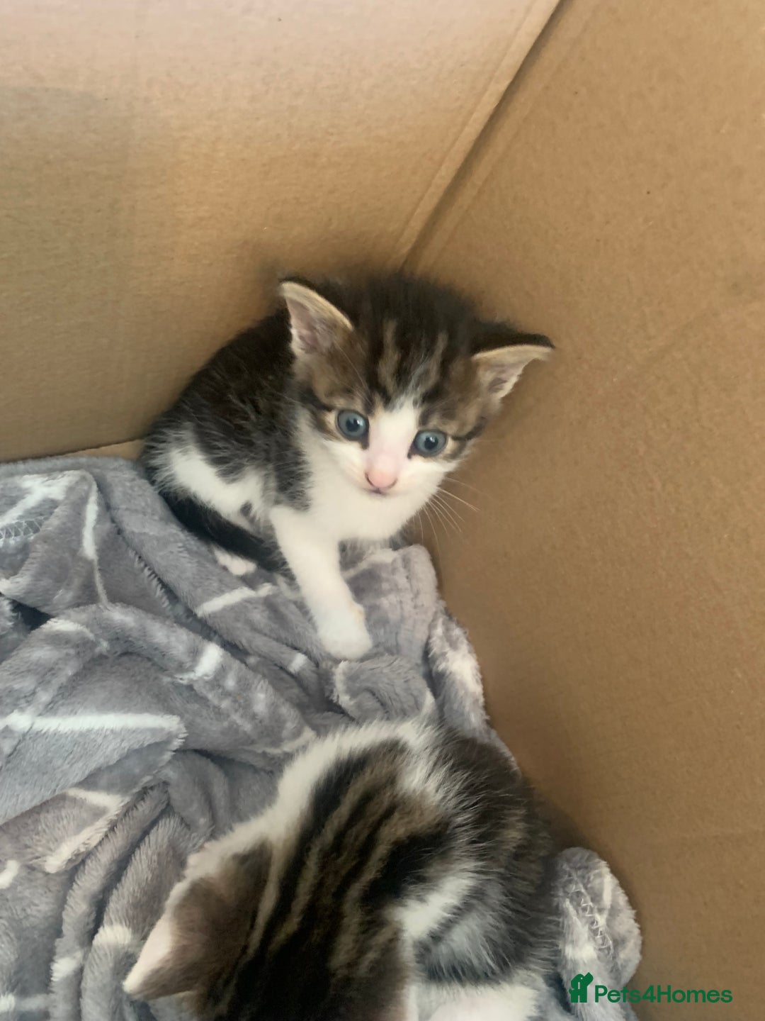 British Shorthair cats for sale: 6 litter mixed domestic kittens  - Image 8