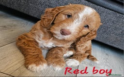 Cockapoo dogs for sale: Beautiful F2 cockapoos  - Image 11