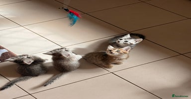 Mixed Breed cats - Advert 9