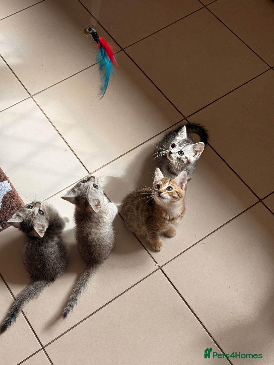 Mixed Breed cats for sale: Cute Kittens - Image 3