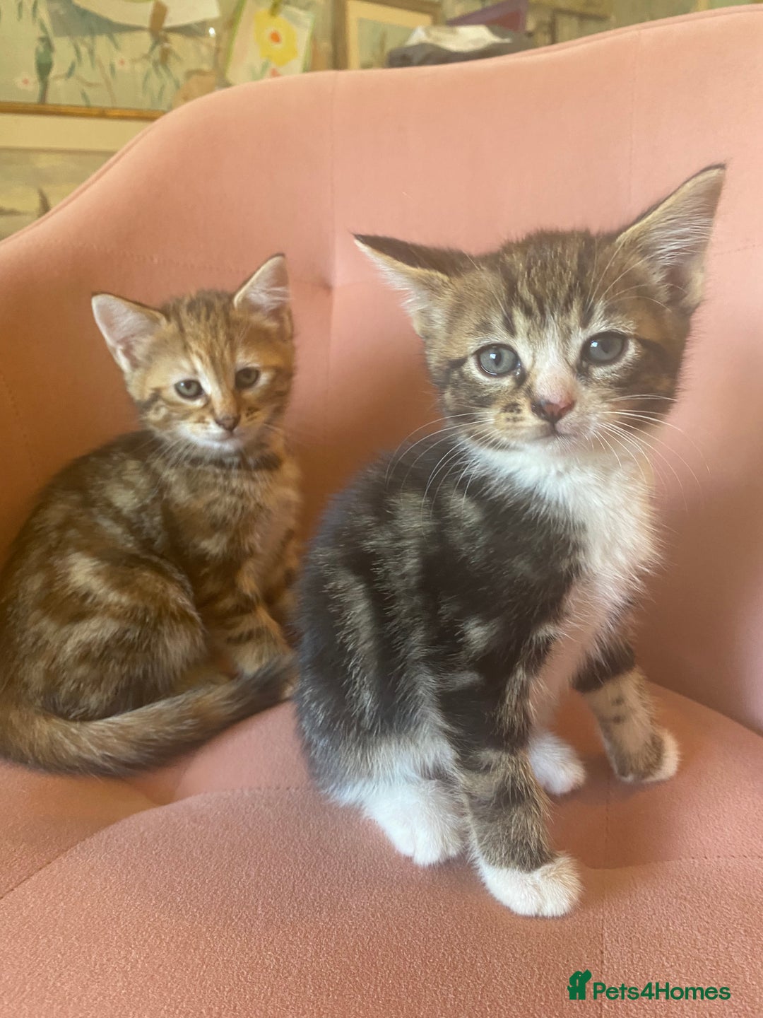 British Longhair cats for sale: 4 Beautiful tabby kittens - Image 4