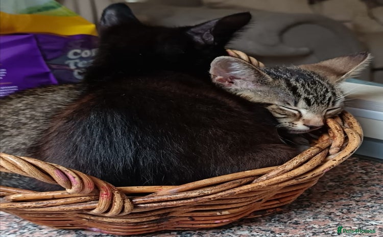 Mixed Breed cats in Faversham - Advert 10