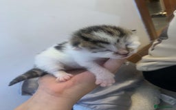 Mixed Breed cats for sale: 5 beautiful kittens for sale - Image 4