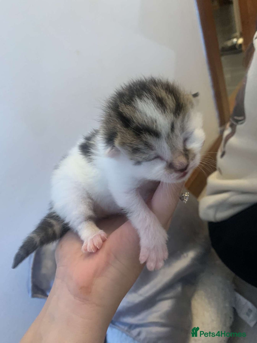 Mixed Breed cats for sale: 5 beautiful kittens for sale - Image 4