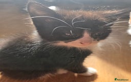 Mixed Breed cats for sale: 3 beautiful kittens - Image 3