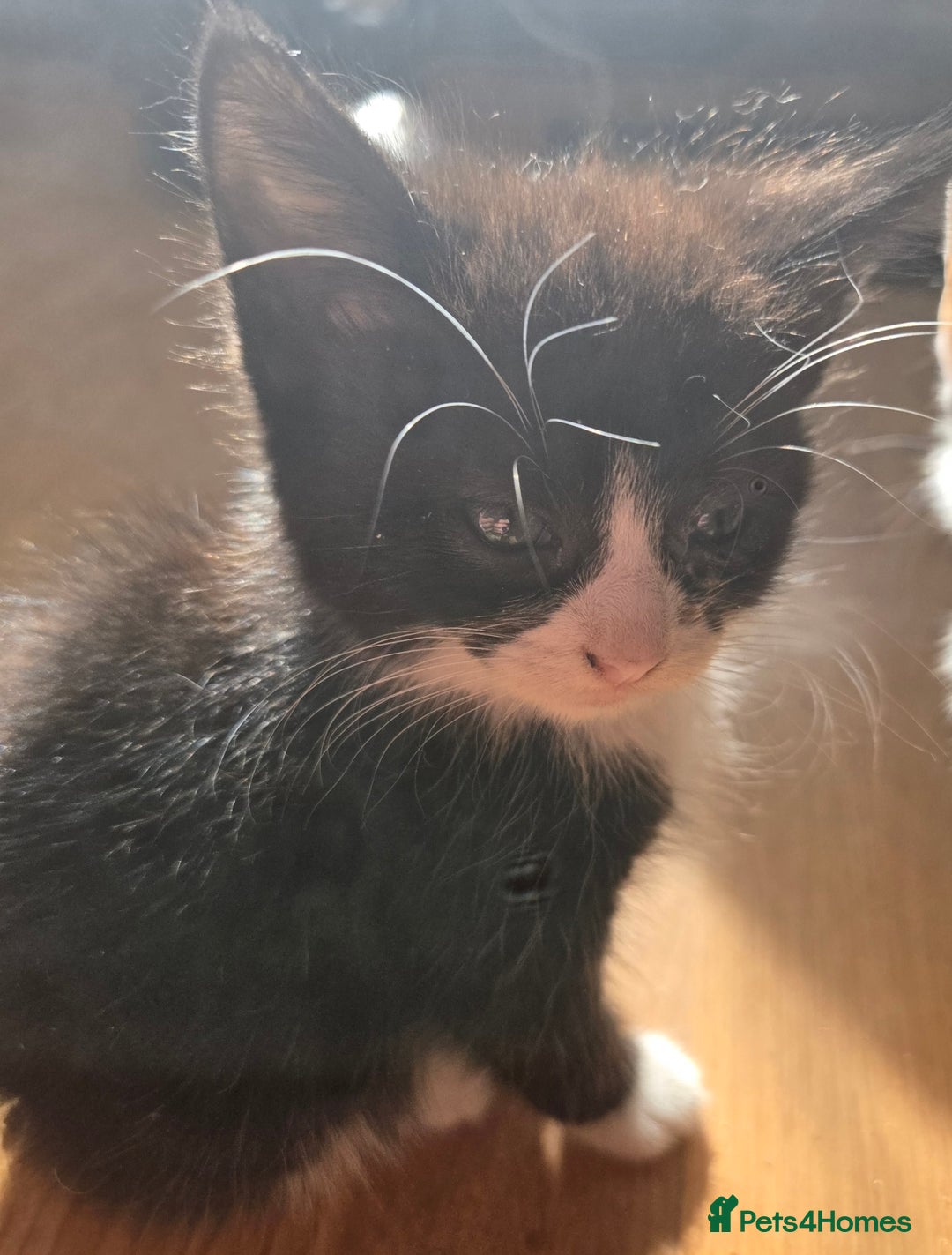 Mixed Breed cats for sale: 3 beautiful kittens - Image 3