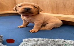 Labrador Retriever dogs for sale: Ready Now Fox Red Labrador Puppy Available  - Image 17