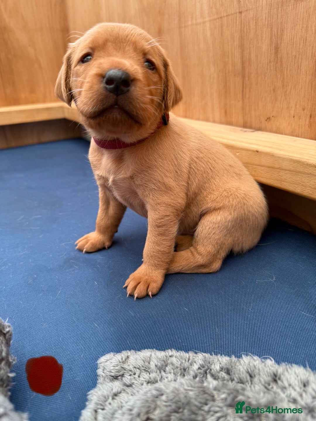 Labrador Retriever dogs for sale: Ready Now Fox Red Labrador Puppy Available  - Image 17