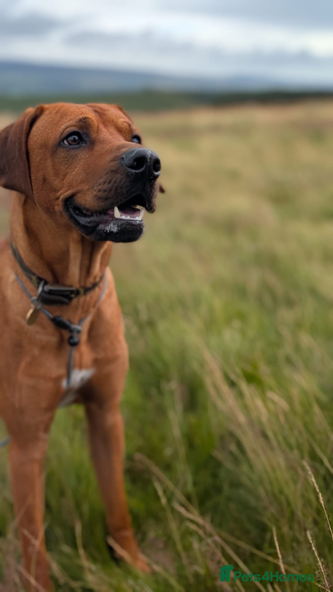 Rhodesian Ridgeback dogs KC Registered Champion Bloodline-Ideal Temperament - Advert 2