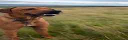 Rhodesian Ridgeback dogs for stud: KC Registered Champion Bloodline-Ideal Temperament - Advert 3