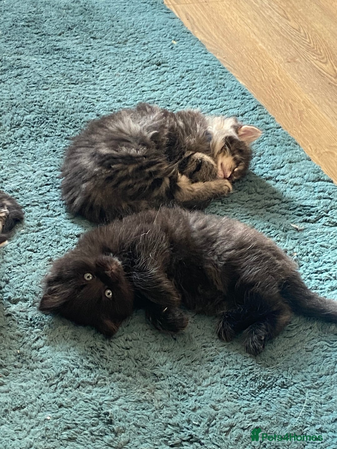 Ragdoll cats for sale: Ragdoll Cross Kittens – £300 each - Image 14