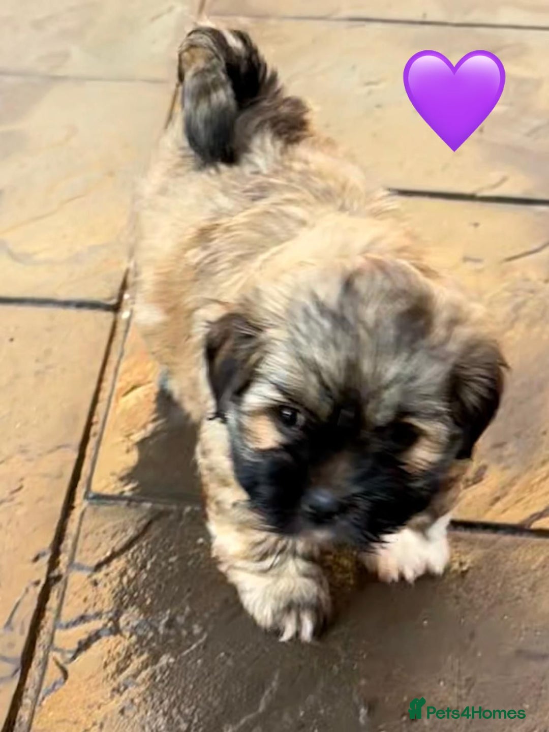 Lhasa Apso dogs for sale: Four Adorable Lhasa Apso Pups KC reg GPRA Clear - Advert 8