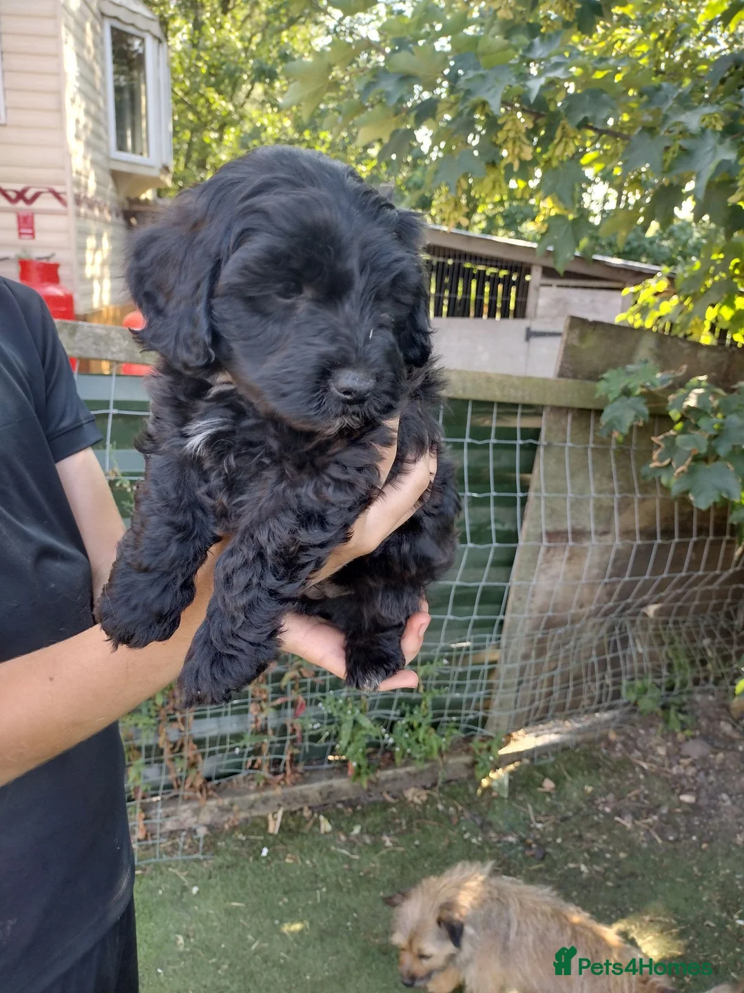 Mixed Breed dogs for sale: Poodle X shih zu/ jack Russell. - Advert 8